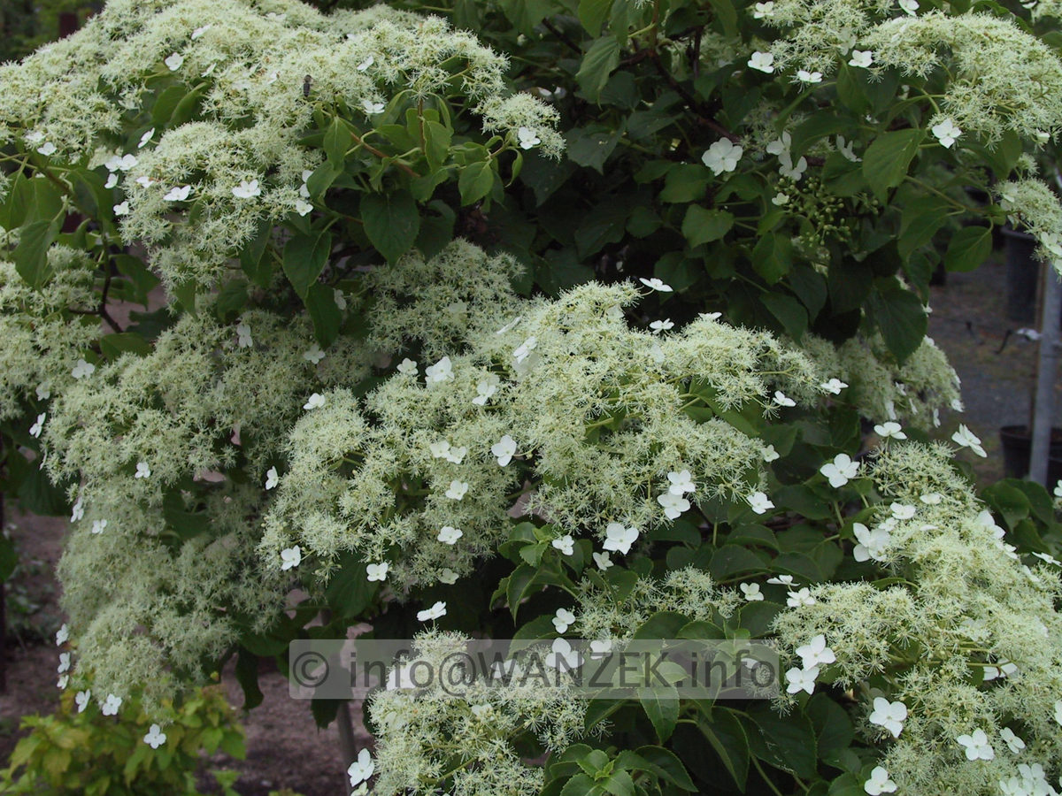 Hydrangea petiolaris 01.JPG